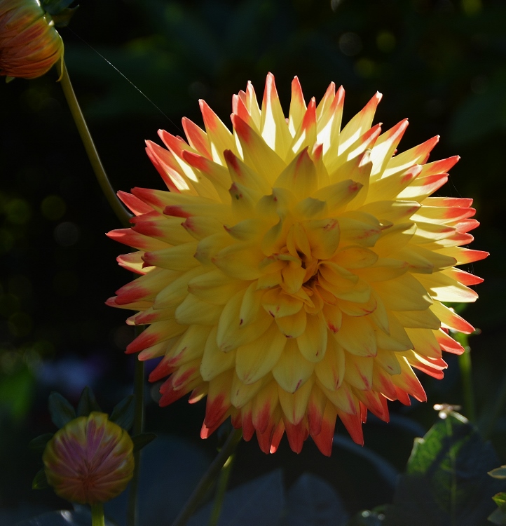 yellow blooming flower